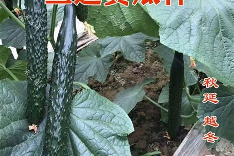 贵州鲜果先生电子商务有限公司怎么样？