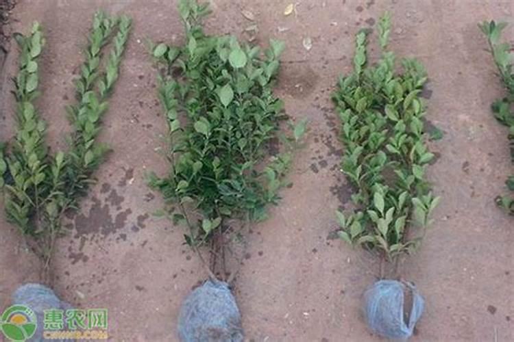 地栽月季施什么肥料最好？