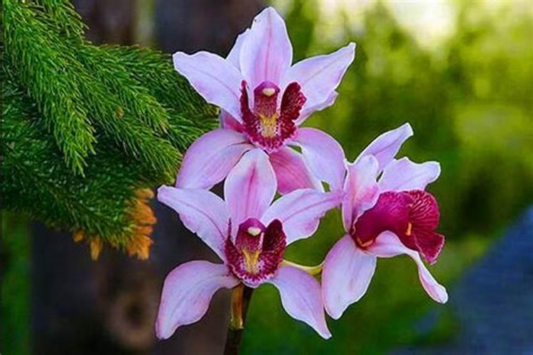 最好的兰花肥专用肥哪种最好