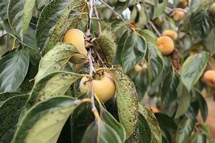 绿叶植物可以用啤酒喷叶么