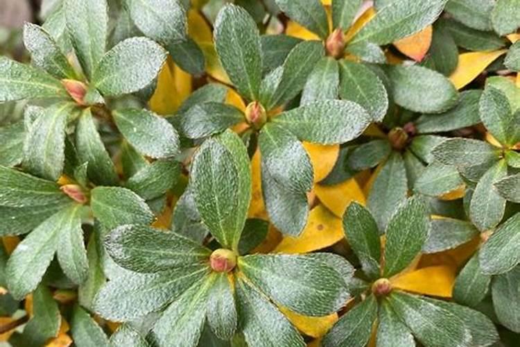 杜鹃花可以施钾肥吗