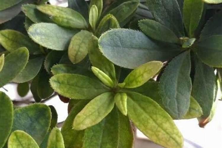 杜鹃花适合用什么肥料？