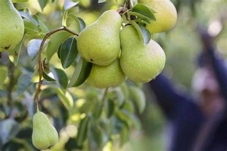 梨树施肥时间与方法