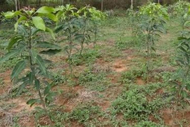 芒果施肥用什么肥料好呢