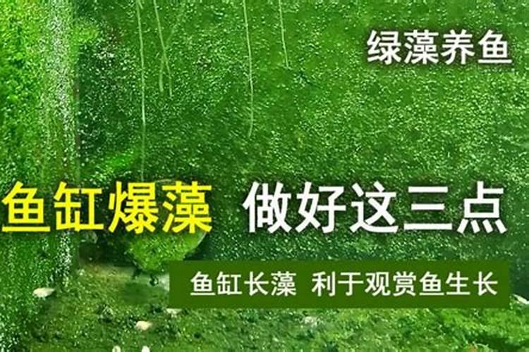 水草叶子上 长绿藻 怎么除