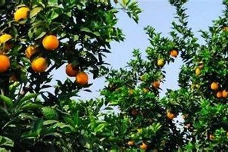 邵东县三郎农业发展有限公司怎么样？