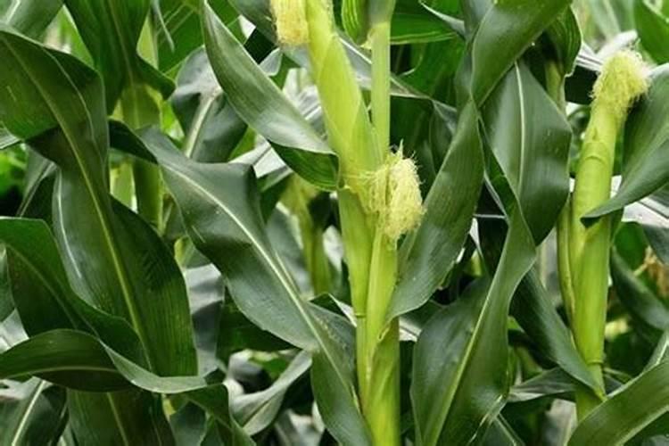 玉米追肥用什么肥好