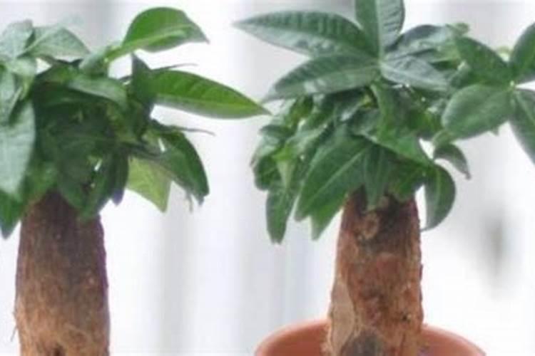 新移栽的树多久可以施肥