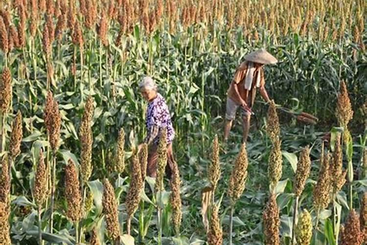 国外进口的叶面肥品牌都有哪些