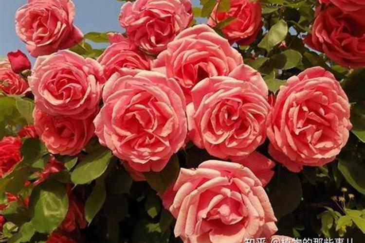 月季花可以用磷酸二氢钾肥吗