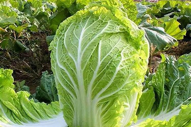 怎样才能辨别上过化肥的蔬菜和消除