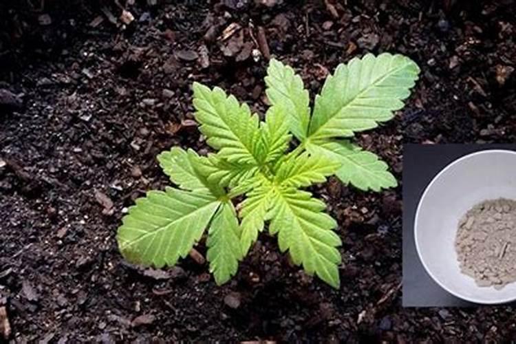 怎样区分氮肥和磷肥和钾肥