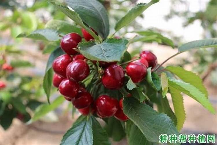 什么时候给杜鹃花喷叶面肥合适？