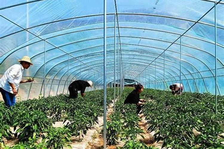 胡麻的田间管理技巧有哪些？