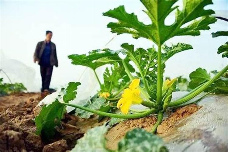 西葫芦刚出花骨朵,这几天一直阴天,下雨,请问,我们要怎么管理？谢谢了