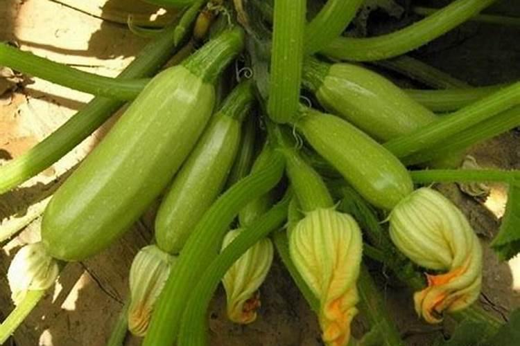 西葫芦地上什么肥料长的快