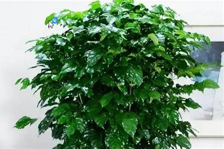 种过发财树的地能种植指天椒吗？