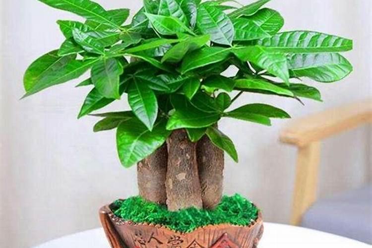 发财树能喷磷酸二氢钾叶面肥吗？