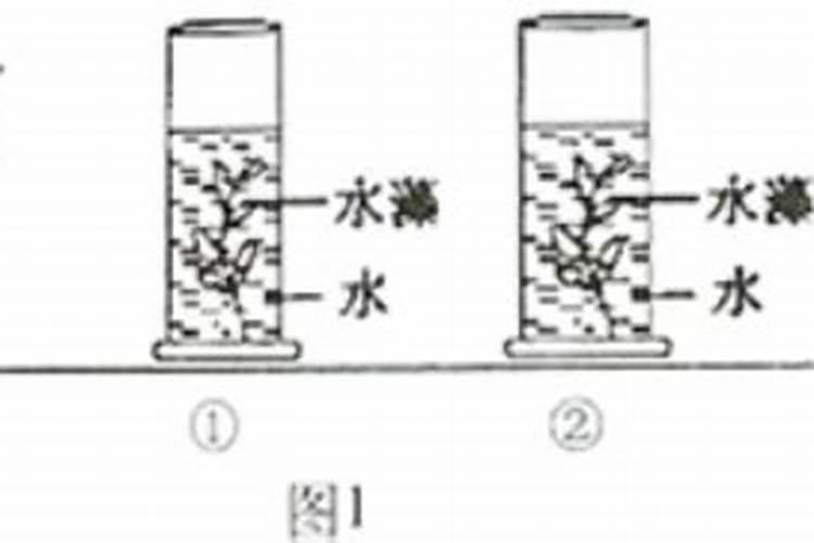 芙蓉菊的养殖方法及注意事项