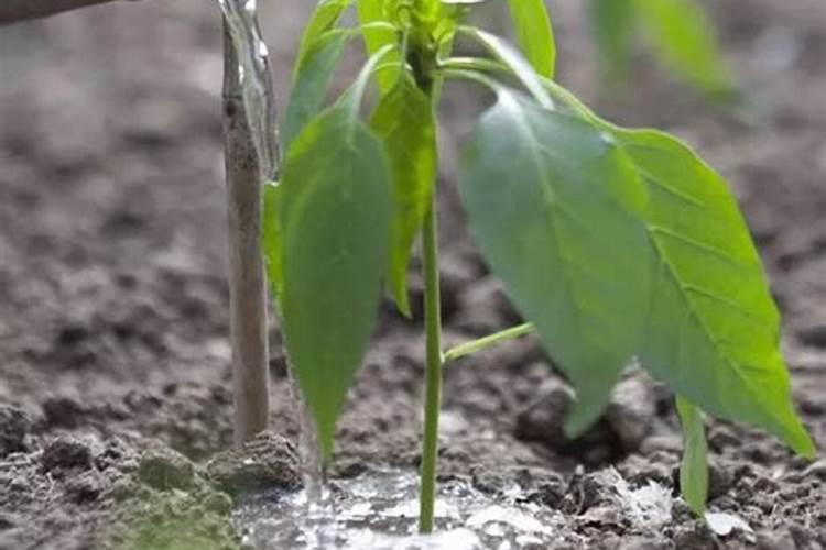 花盆种辣椒施什么肥