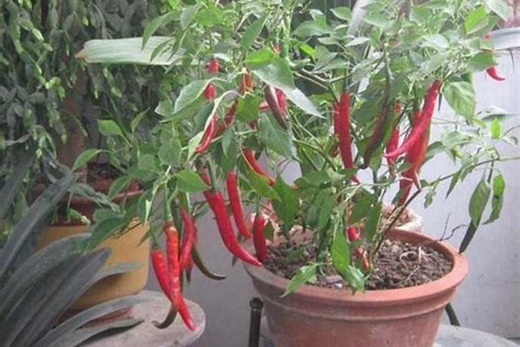 花盆里怎样种辣椒