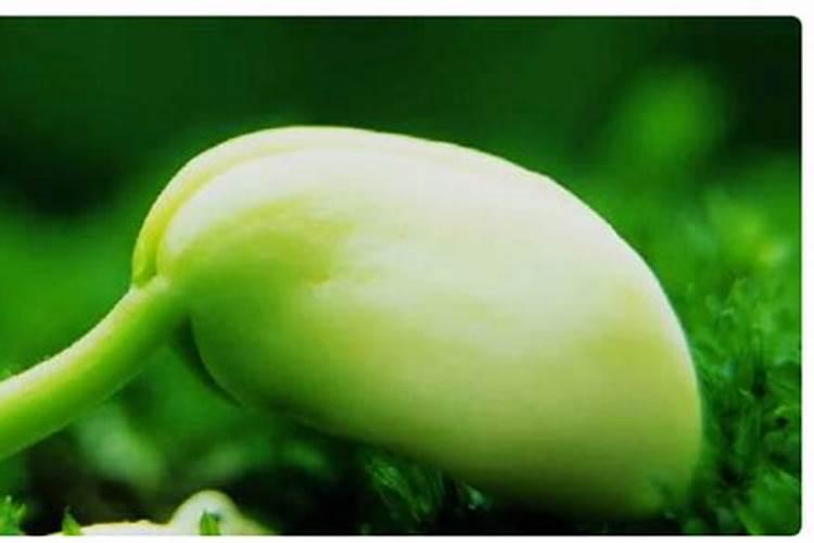 盆栽霸王鞭的养殖方法