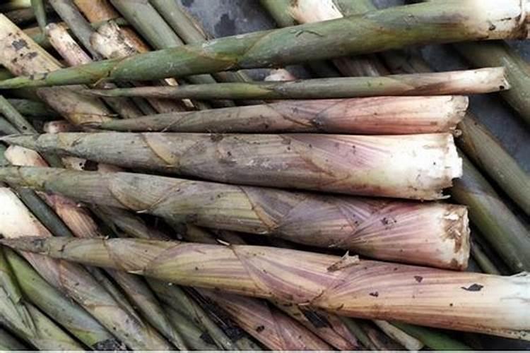 怎么让月季爆笋