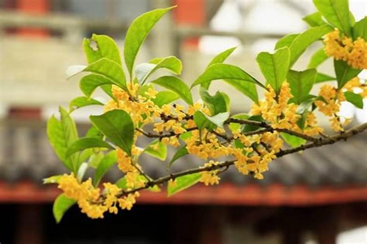 今年开春栽的桂花树,冬天施肥好还是来年春天施肥好呢？