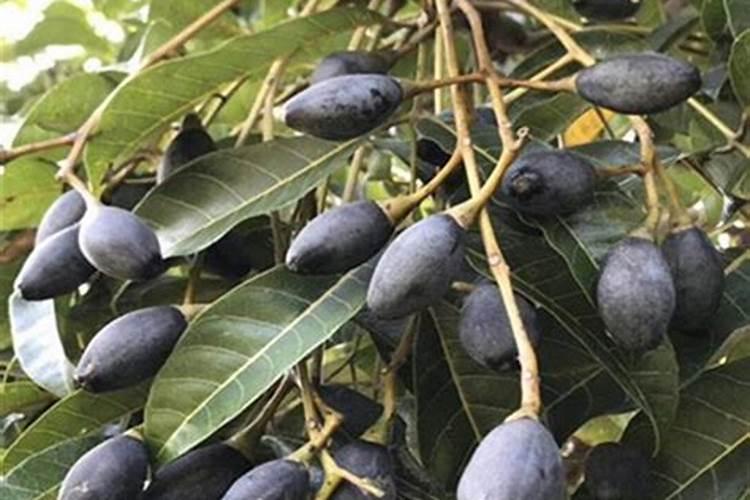 什么样的橄榄的核能雕刻对橄榄树有什么要求