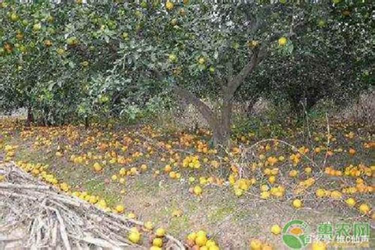 柑橘落果原因与防治