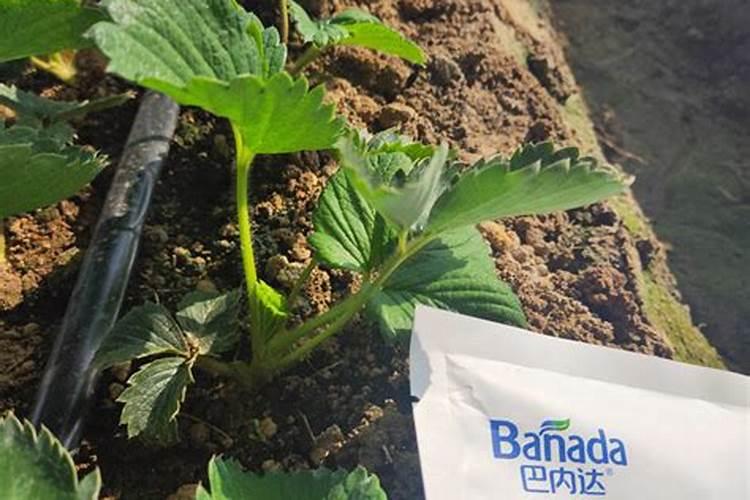 草莓在开花的时候施什么肥料