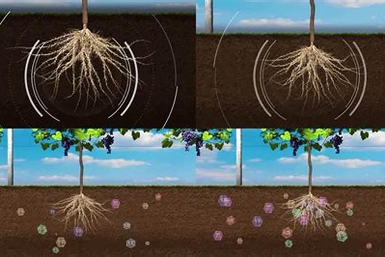 化肥不当用,农田变“毒田”:氮磷钾过量施肥的环境代价