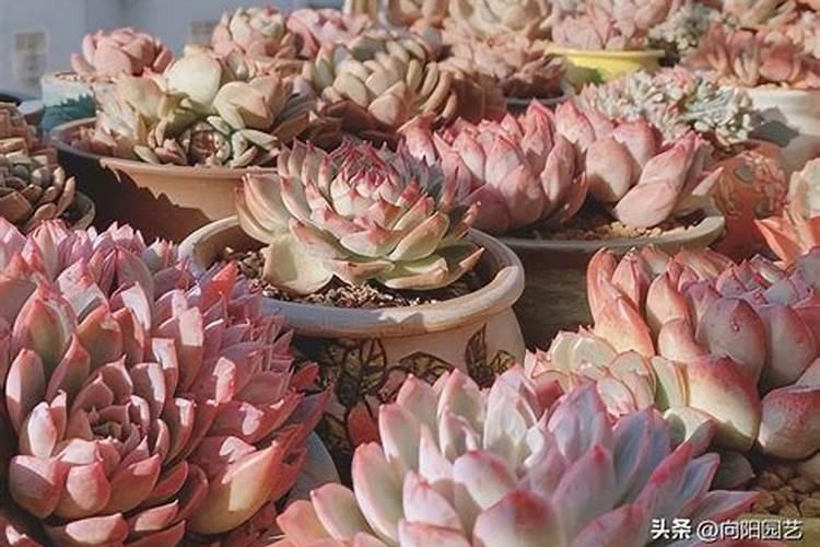 烂香蕉怎么种多肉(烂香蕉变身园艺宝,教你如何用烂香蕉种出美丽多肉植...