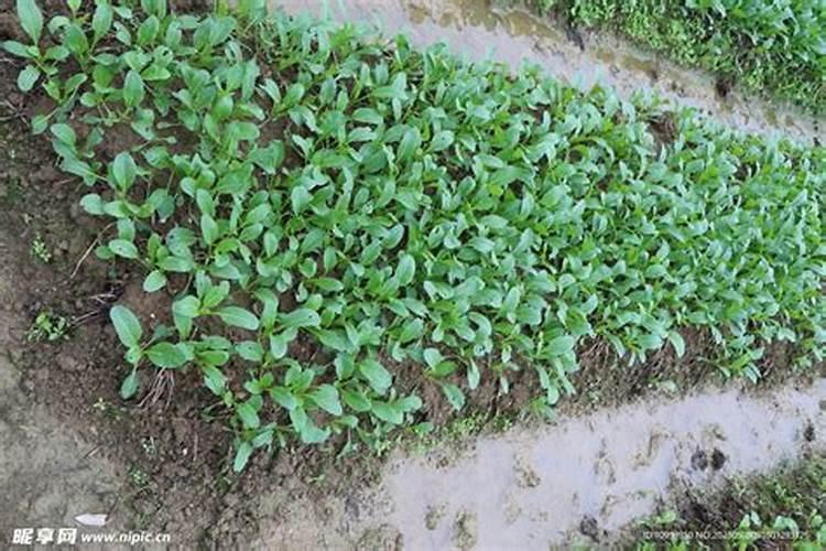 稳定性肥料和控释性肥料有区别吗