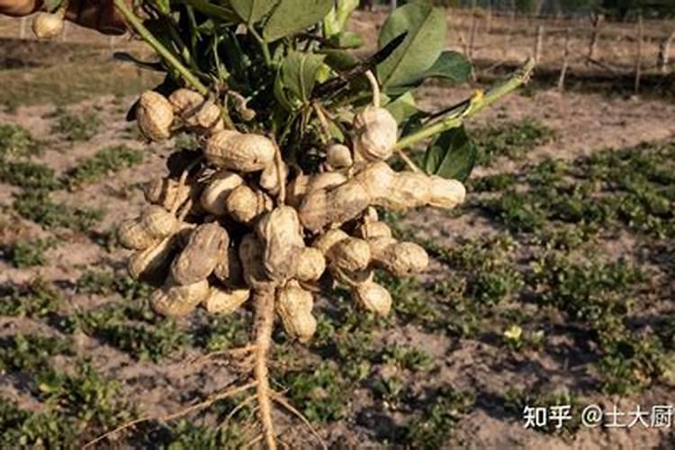 种植花生和大豆时,不需要施氮肥的原因是( )A.土壤中的氮肥足够多B.大...