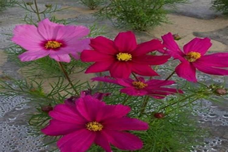 广西和江西12月份玉米多少钱一斤？