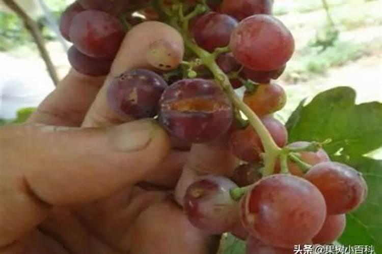 水培植物叶子黄了怎么办