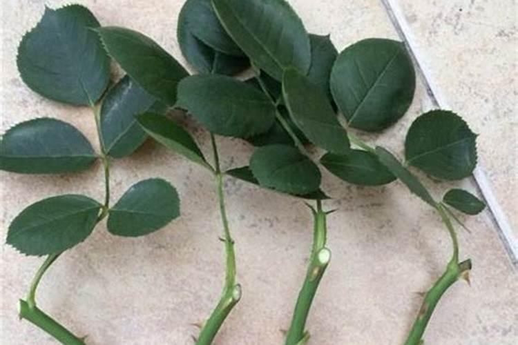 多效锌肥哪里有卖的啊