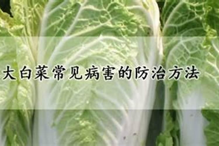 秋白菜用什么化肥合适