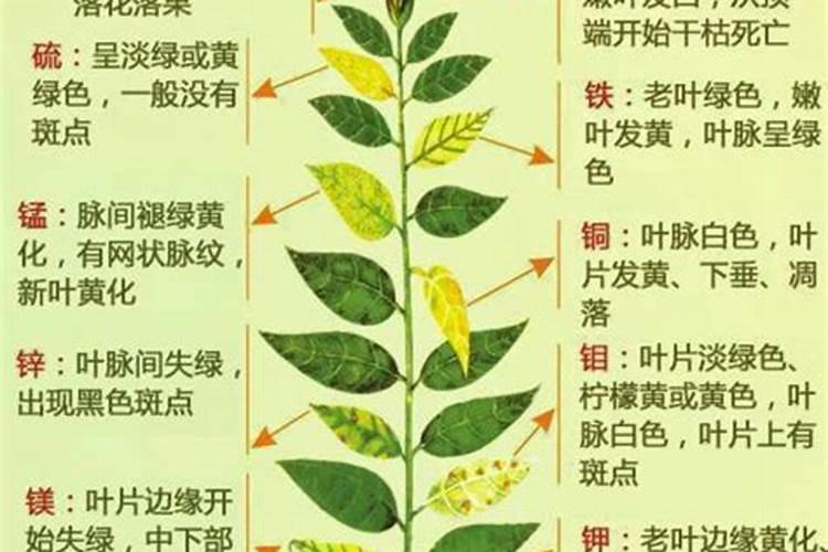 玫瑰施肥用什么肥料让花开得大 详解玫瑰花施肥方案