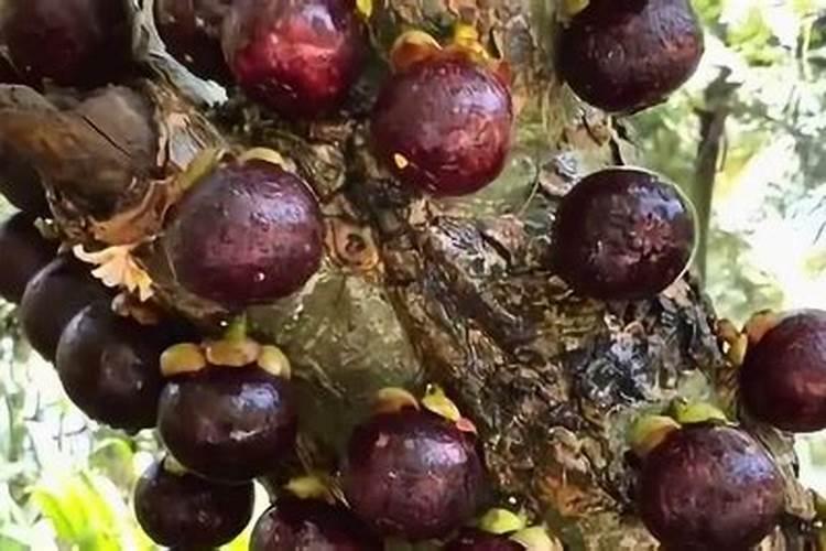 果树六月份施磷肥的好处