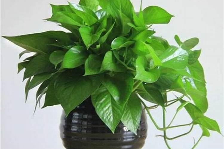 西瓜催芽泡种几小时最好