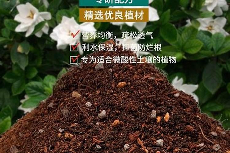 栀子花一道大盆里用的是君子兰营养土,之后老叶开始变黄,是花土的原因...