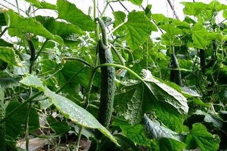 豆角施什么肥料最好