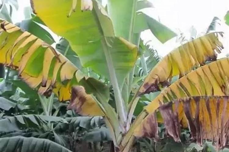 膨果期5大禁忌!第3条90%人踩坑,难怪果子又小又裂