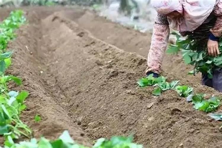 春季葡萄树施什么肥好