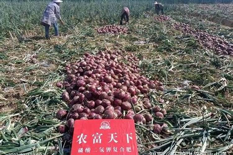 洋葱后期管理