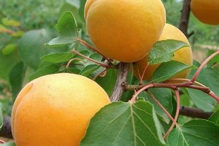 冬季青枣开花坐果可以喷点什么？