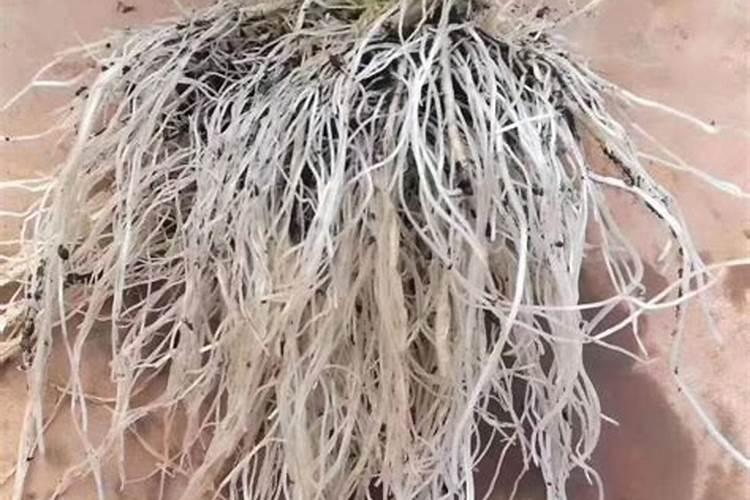 台湾大青枣蜜枣王适合在山东种植吗？