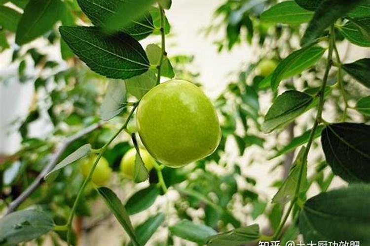 氮肥施多了怎么补救